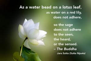 Lotus quote #1