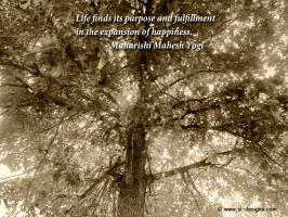 Maharishi Mahesh Yogi's quote #4