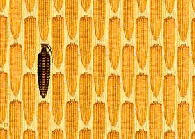 Monsanto quote #1