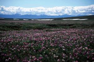 National Wildlife Refuge quote #2