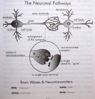 Neurons quote #2