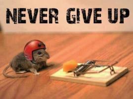 Never Give Up quote #2