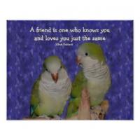 Parrot quote #1