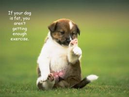 Pets quote #3