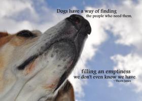 Pets quote #3