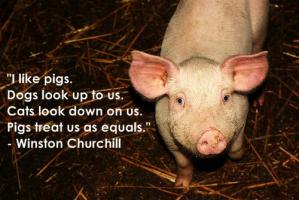Pig quote #7
