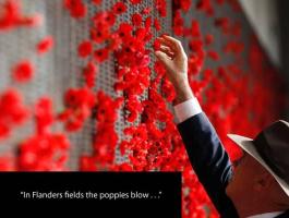 Poppies quote #2