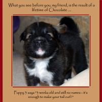 Puppies quote #2