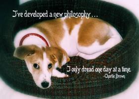 Puppy quote #2