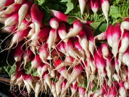 Radishes quote #1