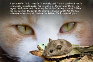 Rat quote #6