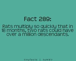 Rats quote #1