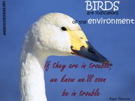 Roger Tory Peterson's quote #2