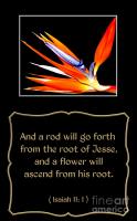Rose Bird's quote #1