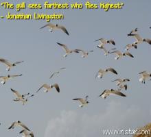 Seagulls quote #2