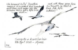 Seagulls quote #2