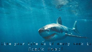 Shark quote #1