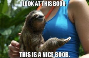 Sloth quote #2