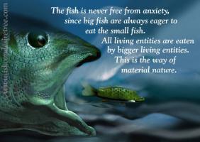 Small Fish quote #2