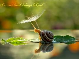 Snail quote #1