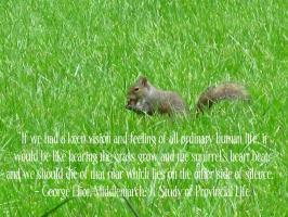 Squirrel quote #2