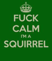 Squirrel quote #2