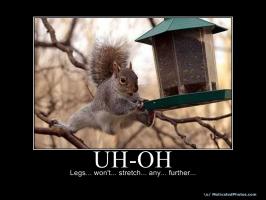 Squirrel quote #2