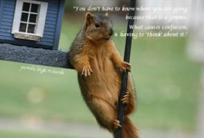 Squirrel quote #2