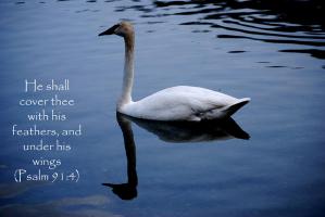 Swan quote #2