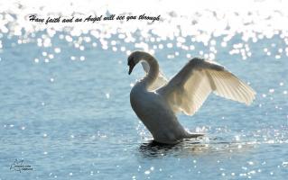 Swan quote #2
