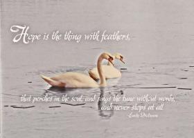 Swans quote #1