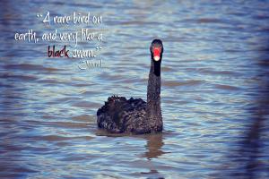 Swans quote #1