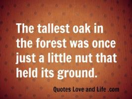 Tallest quote #2