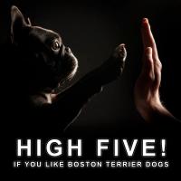 Terrier quote #2