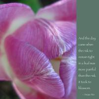 Tulips quote #2