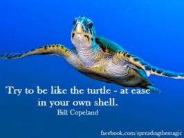 Turtle quote #4