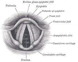 Vocal Cords quote #2