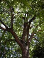 Walnut quote #2