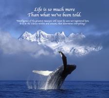 Whale quote #1