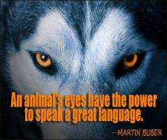 Wild Animals quote #2