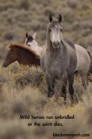 Wild Horses quote #2