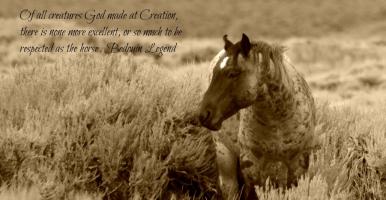 Wild Horses quote #2