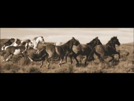 Wild Horses quote #2