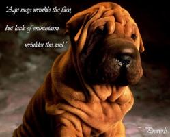 Wrinkle quote #1
