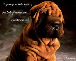Wrinkled quote #1