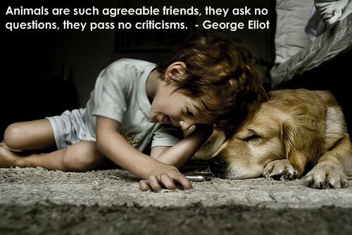 Dogs quote #2