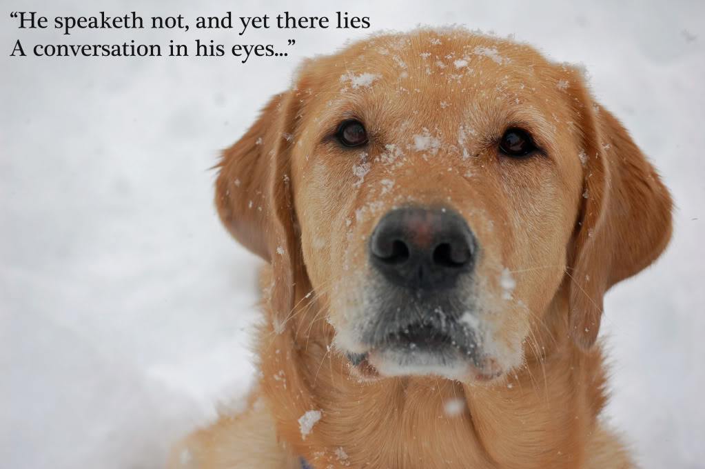 Dogs quote #5