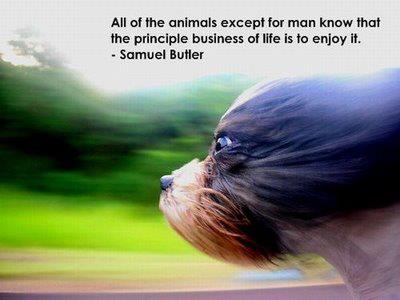 Samuel Butler's quote #3