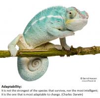 Adaptability quote #2