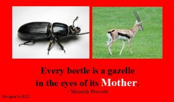 Beetle quote #2